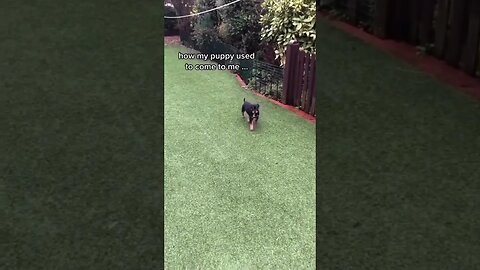 Pup vs grown doggo.