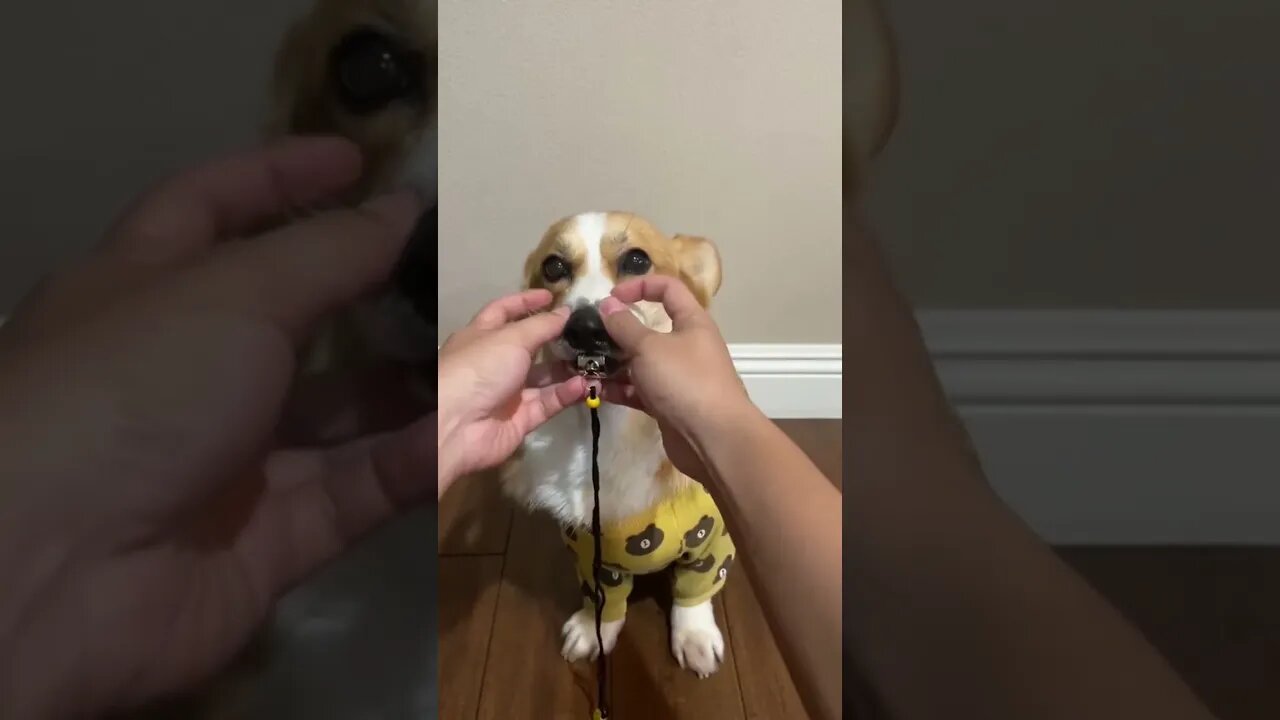 Corgi Learned How To Blow A Whistle