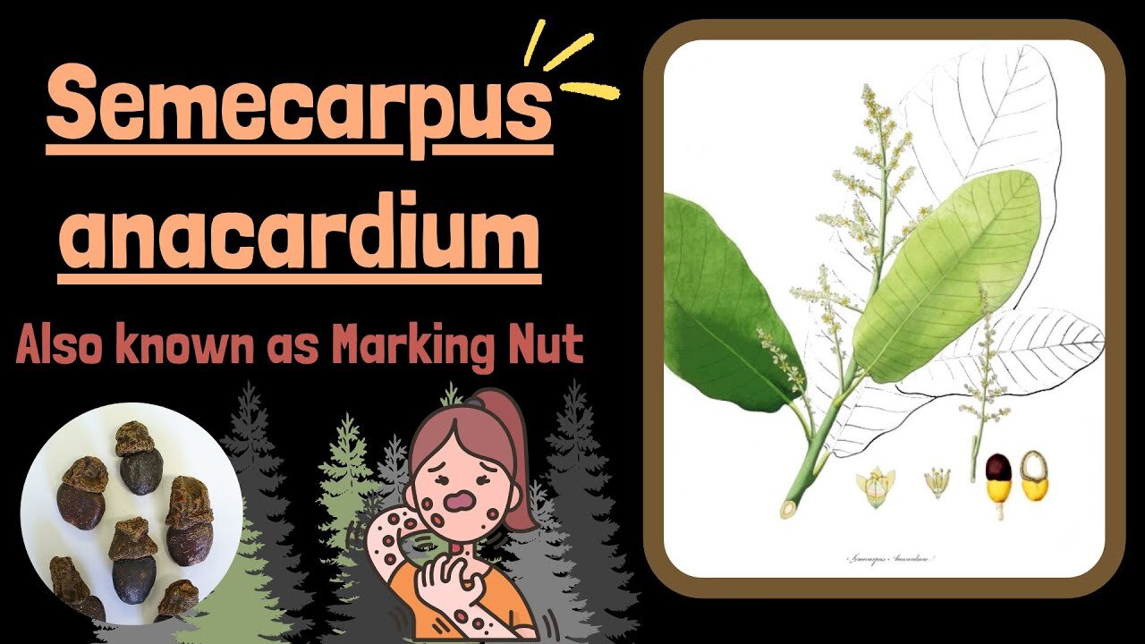 Semecarpus Anacardium Poisoning Explained | Marking Nut Toxicity | Novice Medic