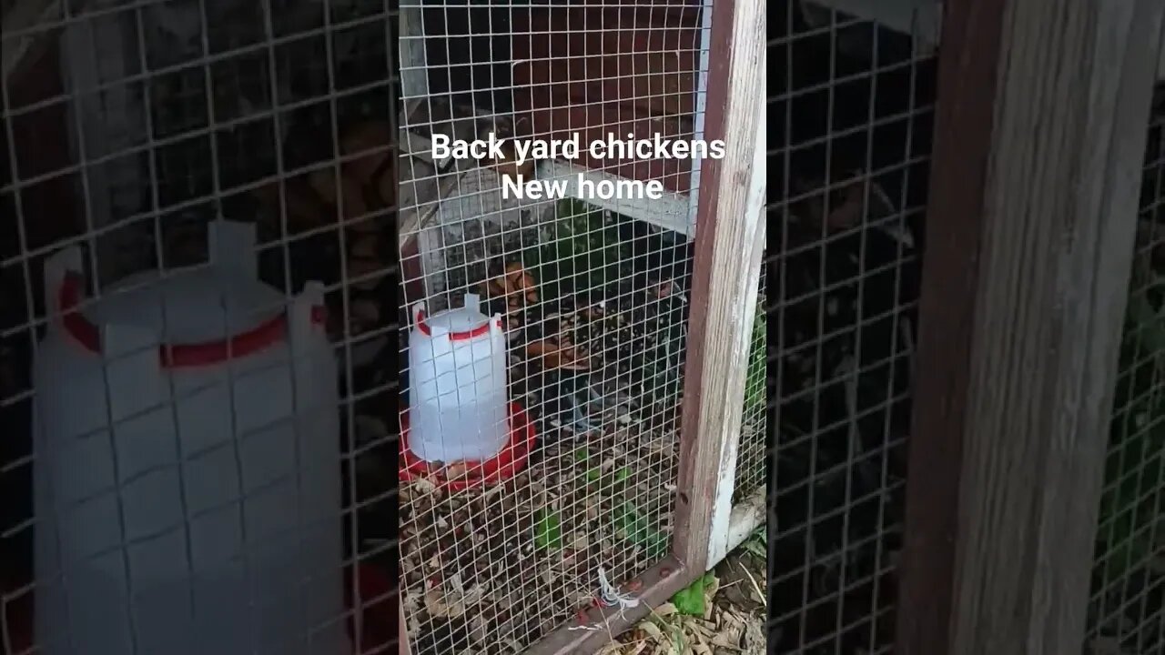 new coop for chickens