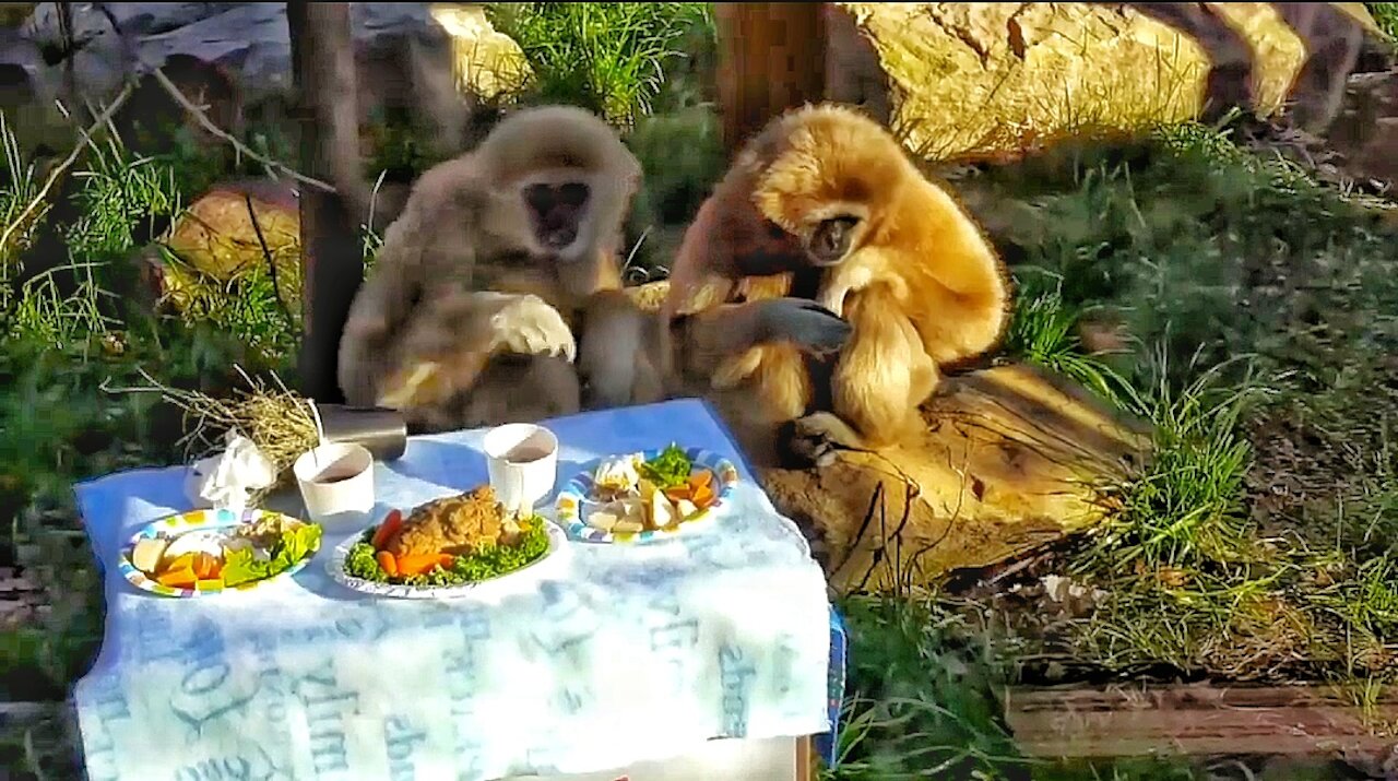 Happy Feast Gibbons