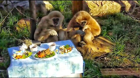 Happy Feast Gibbons