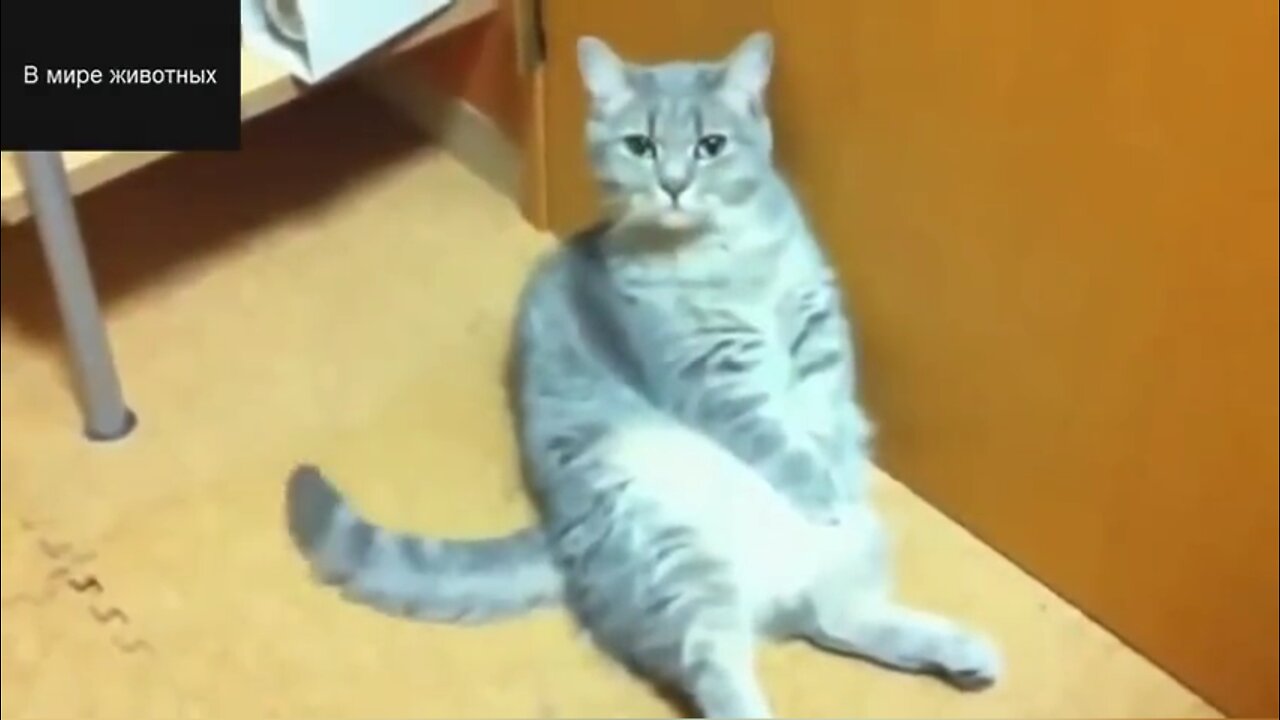 Hahahaha, this cat has become a sperm