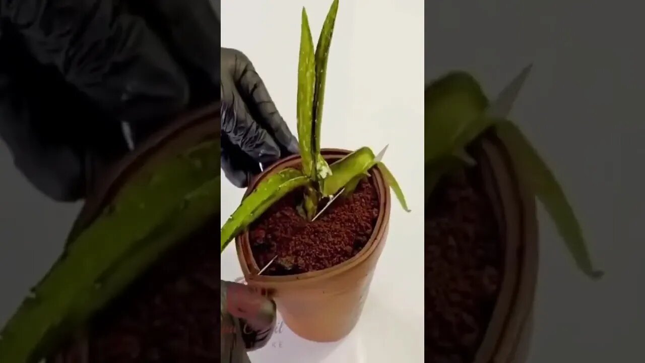 creative ideas that are another level
