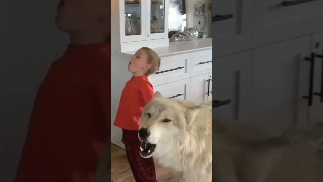 Dog 🐶 playing with his owner Child | #Shorts #Animals #Dog