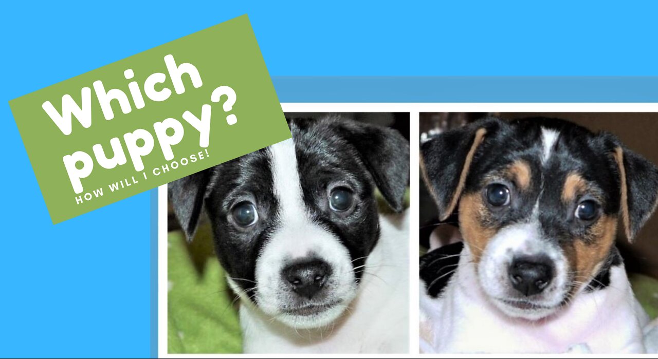 Which Jack Russell puppy? Difficult choice!