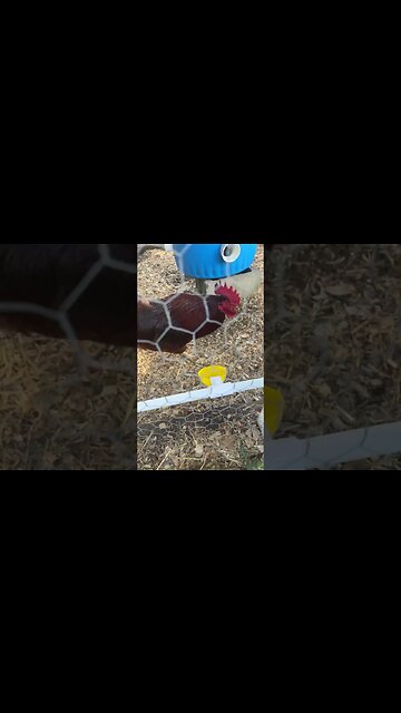 Won't be feeding or watering chickens for a month