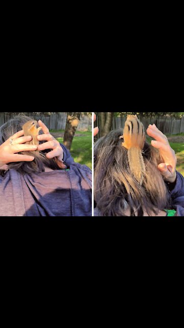 Chipmunk rescued from cat takes refuge in woman's hair