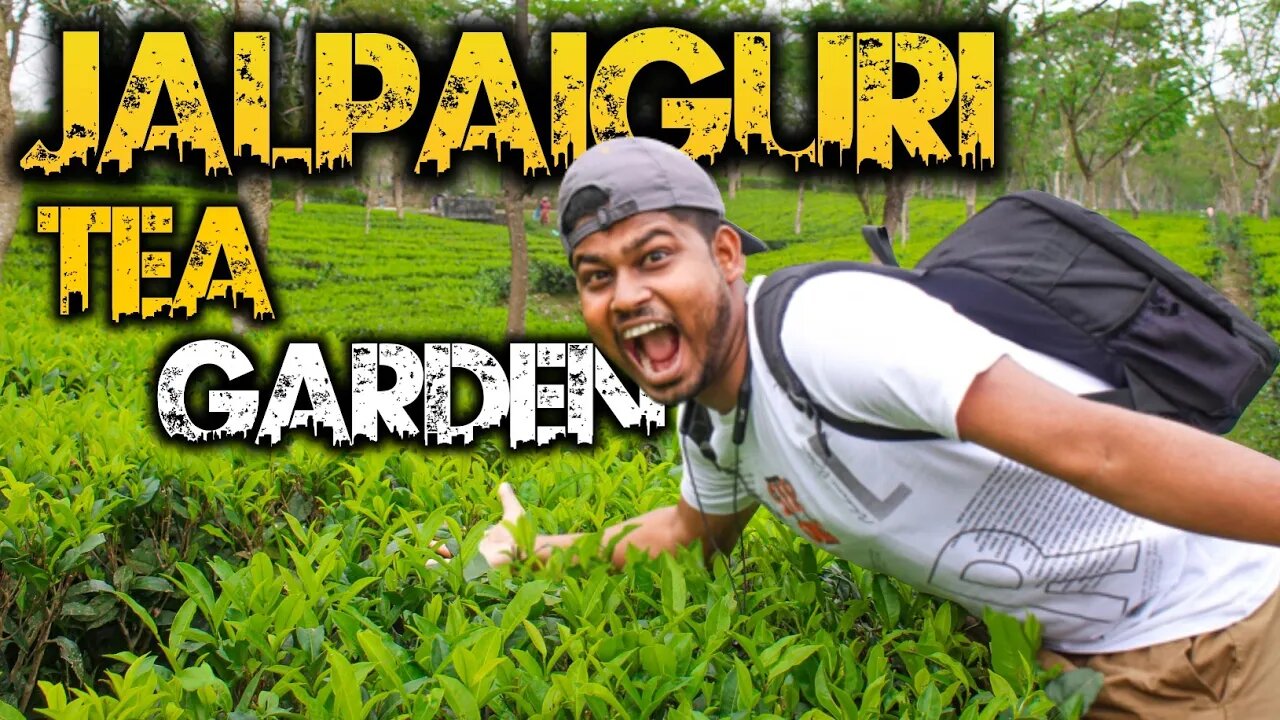 Jalpaiguri Tea Garden : সন্ধ্যে নামলেই ভয়! এখানে নাকি চিতার আনাগোনা' #teagarden