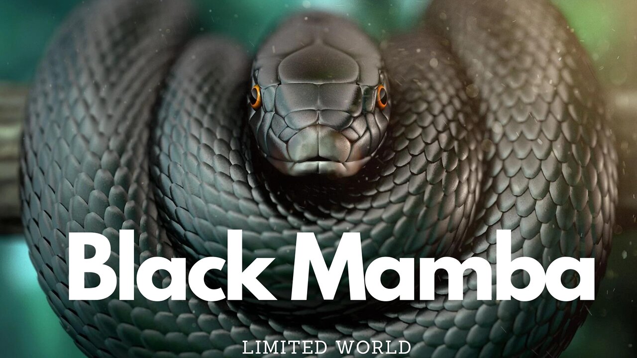 Dangerours Snake In The World - Black Mamba