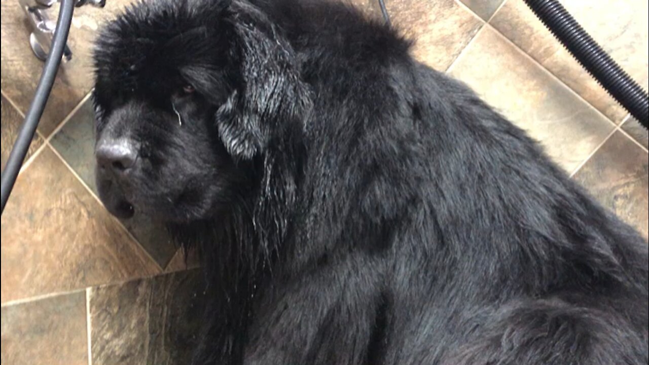 Huge Newfoundland adorably sad for bath time