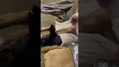 Dogs relaxing