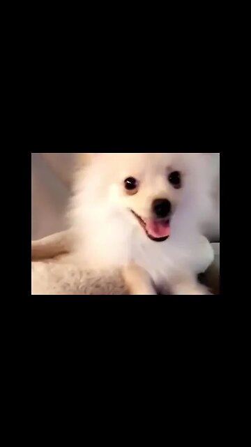 Unbelievable Transformation: This Chihuahua's Makeover Will Leave You Speechless!