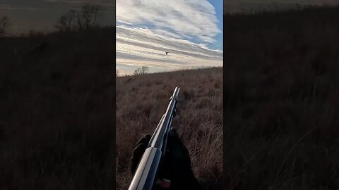 Golden Retriever Locating a a Hen Pheasant #publiclandowner #goldenretriever