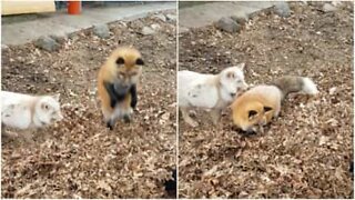 Deux adorables renards jouent avec un tas de feuilles