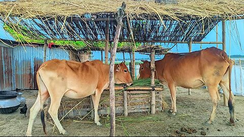 Cow Natural Farming প্রাকৃতিক উপায়ে গবাদি পশু পালন।