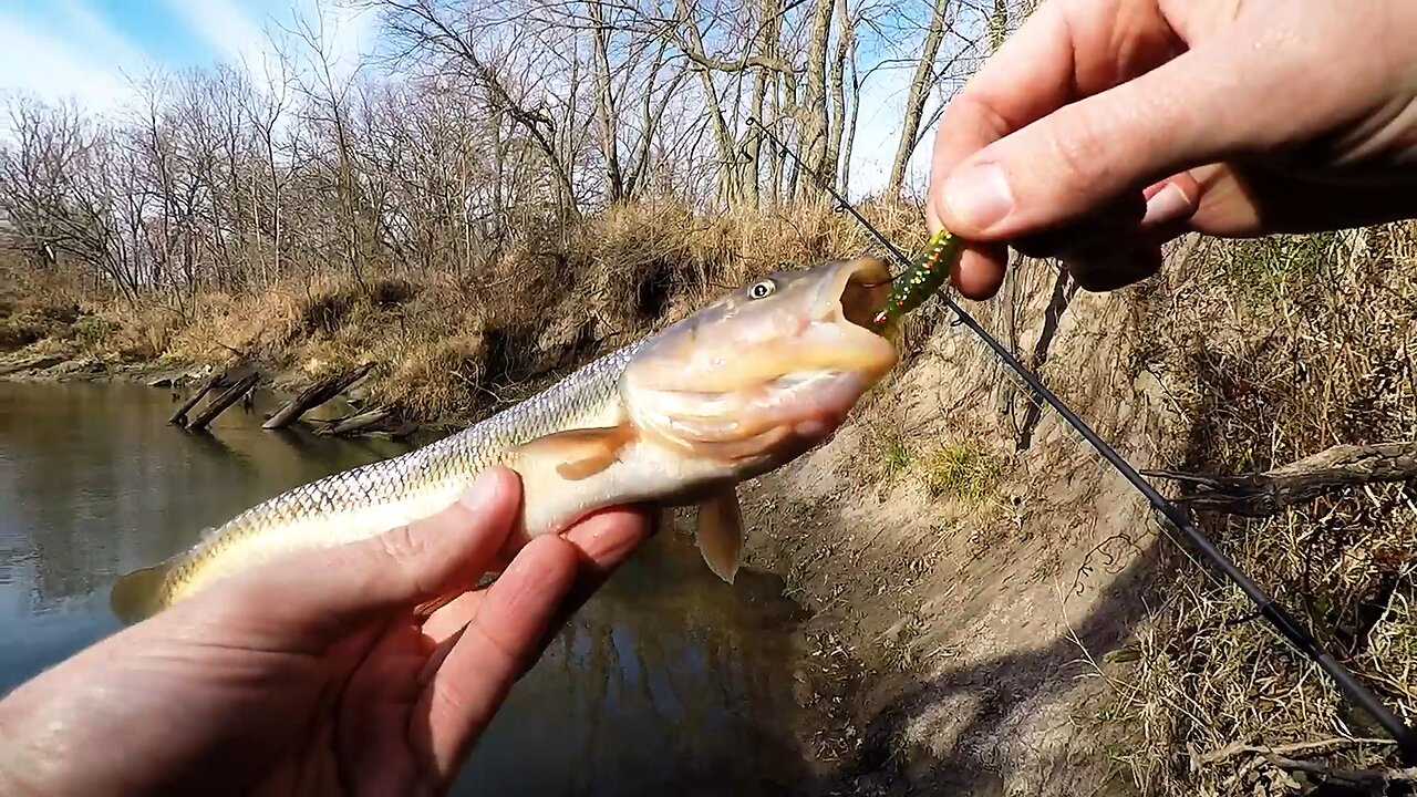 YUM Grubs for Winter Creek Chubs