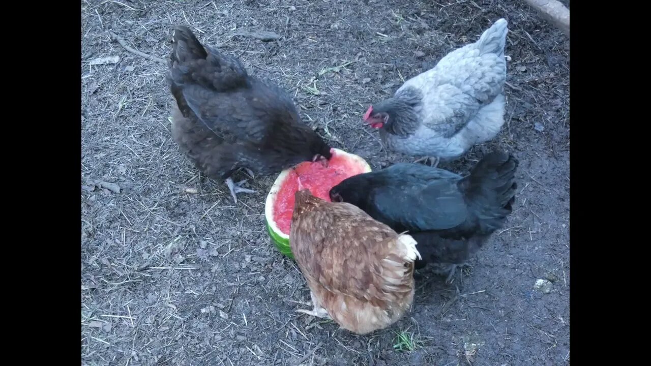 Chickens eating watermelon. Time lapse video.