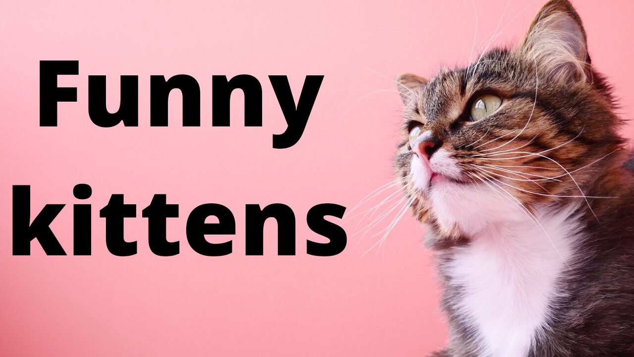 The best // funny kittens