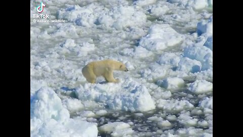 Bear Mothet in Trouble