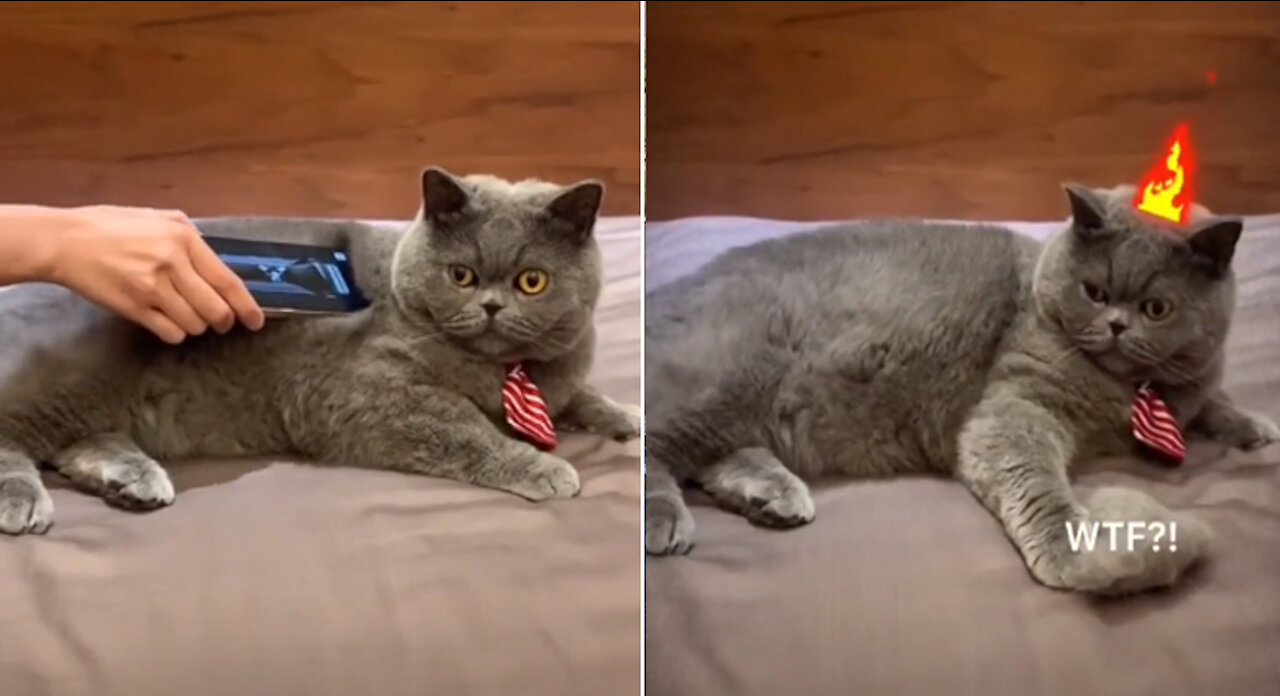 So funny Adorable Pets