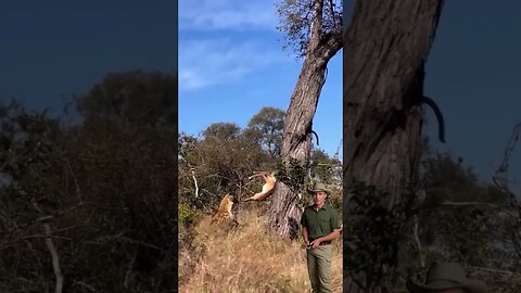 Na savana não pode bobear! Senão, dança! #animals #savage #selva #felinos #girafas