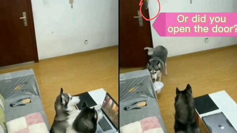 Funny dog brothers cunning (What is happening in this video?
