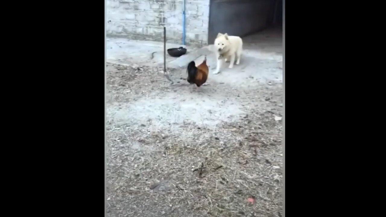 Chicken_VS_Dog_Fight | Funny_Dog_Fight_Videos