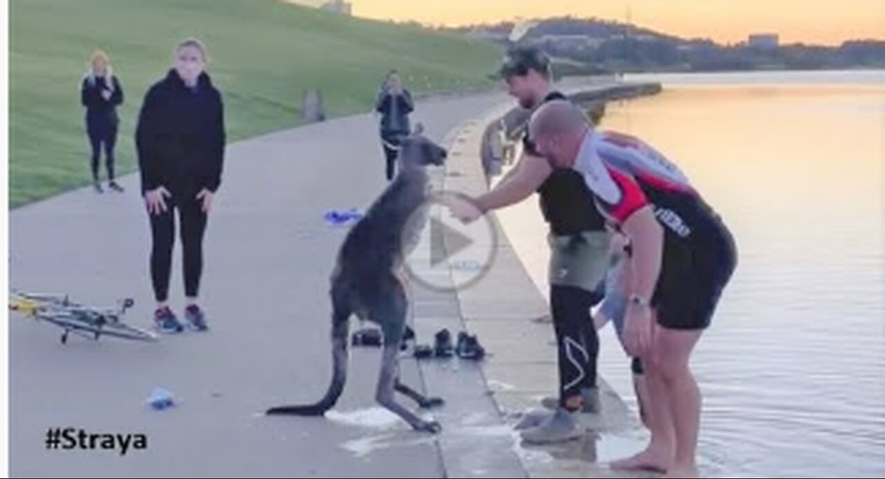 Kangaroo Shake Hands with Humans after being Saved,viral,shorts,