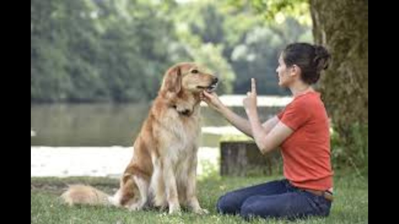 Teaching dogs to guard people and objects.