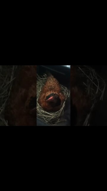 Chook chook is still sitting on eggs, trying to bite me and has nothing to say today