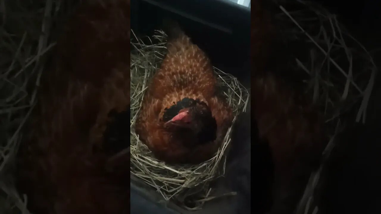 Chook chook is still sitting on eggs, trying to bite me and has nothing to say today