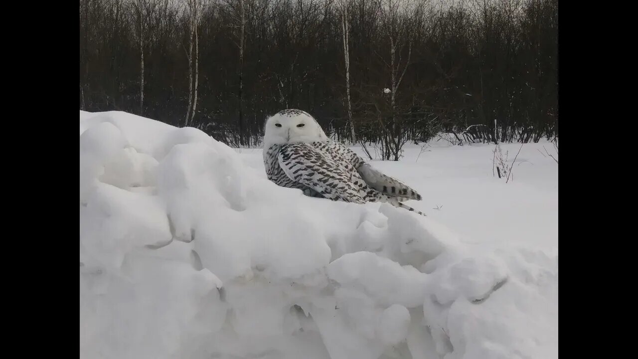 AMAZING SNOW OWL.IN THE WILD