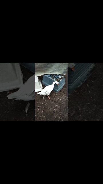 Good afternoon Ezra and Christopher