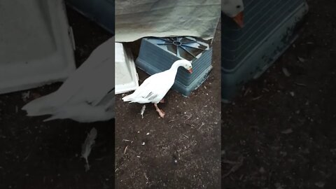 Good afternoon Ezra and Christopher