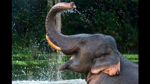 Asian elephant giant