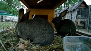 Young rabbits eating leaves while Shadow is brought back to rabbit city