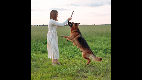 Dog Training – TOP 10 Essential Commands Every Dog Should Know!