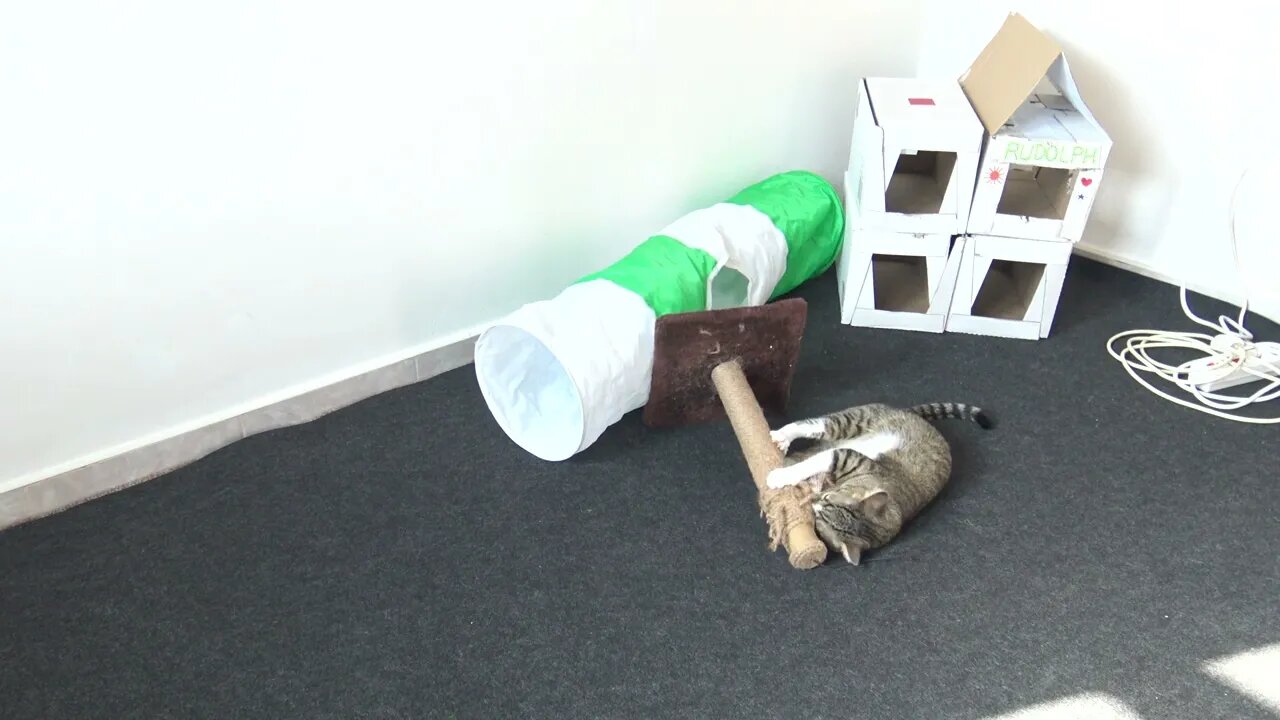 WW3 Cat vs Scratching Pole