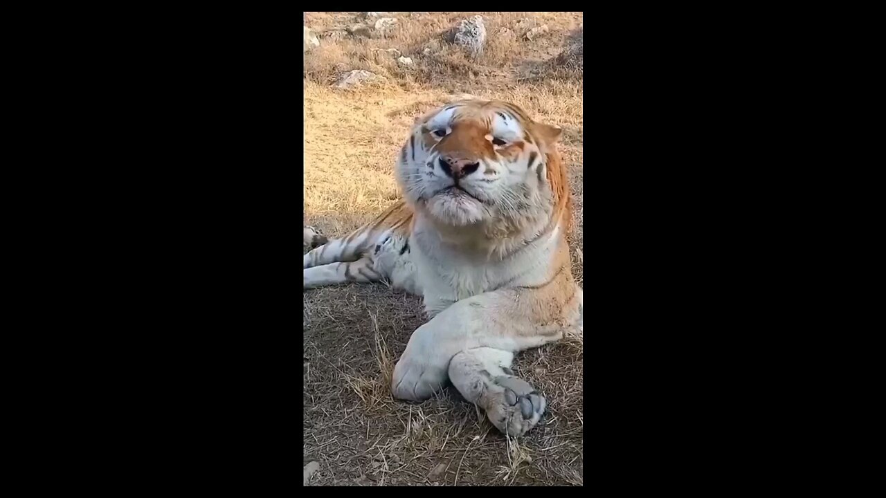 tiger