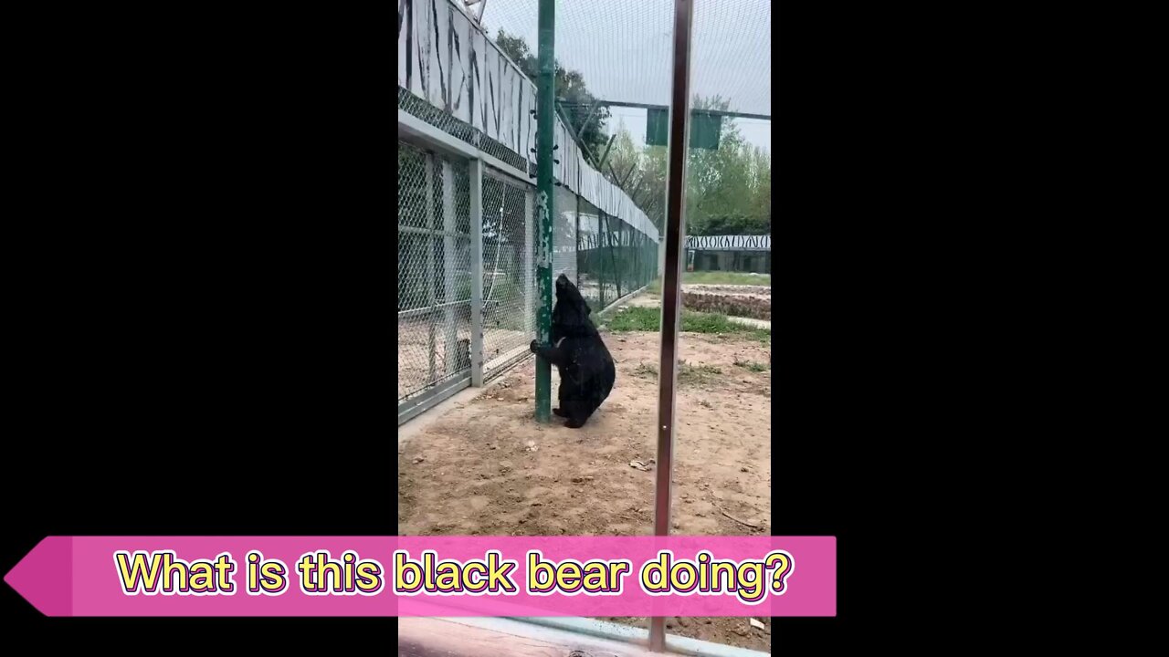 The black bear is jumping and losing weight!