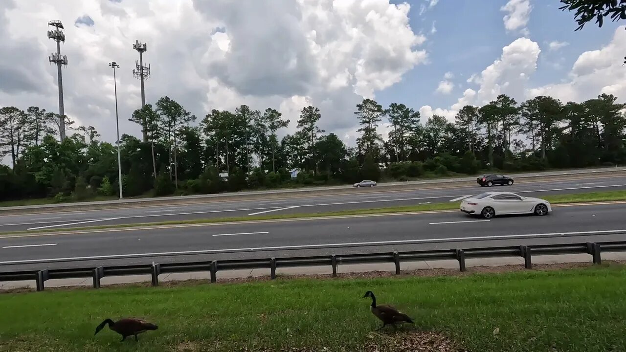 Canadian Geese and Goslings waddling on the I-10 Shoulder