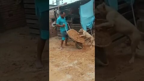 Cachorro Cavador #shorts