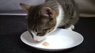 Kitten only Eats Small Bits of Meat