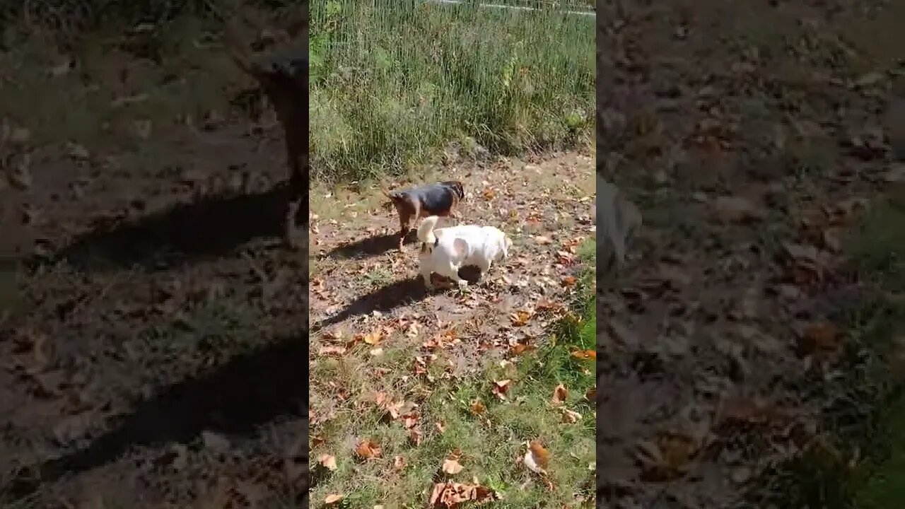 High Speed Hounds