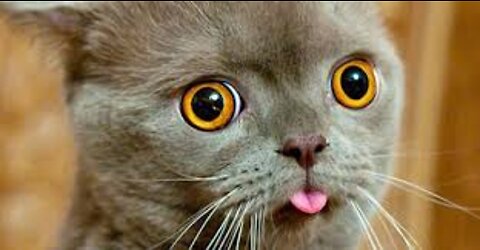 Funniest Cat Videos that will make you laugh all day long 🤣🐈‍⬛