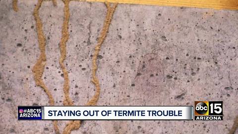 Tips to prevent termites around the Valley