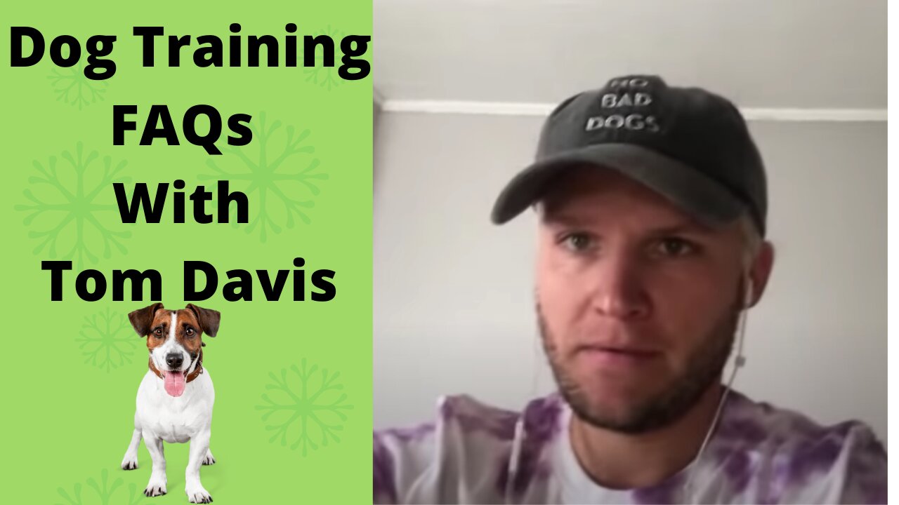 Dog Training FAQs With Tom Davis