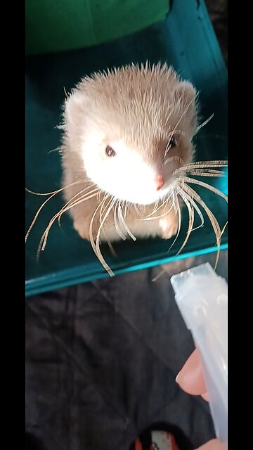 Spraying Romeo the ferret with water!!