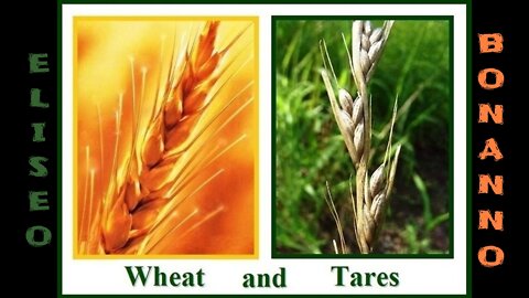 TARES AND WHEAT, THE TARES WILL BURN IN THE GEENNA